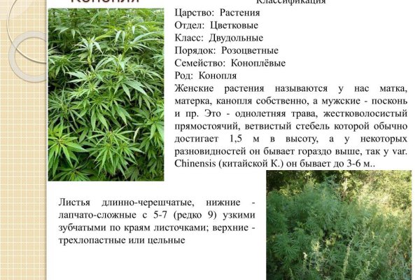 Кракен сайт как выглядит