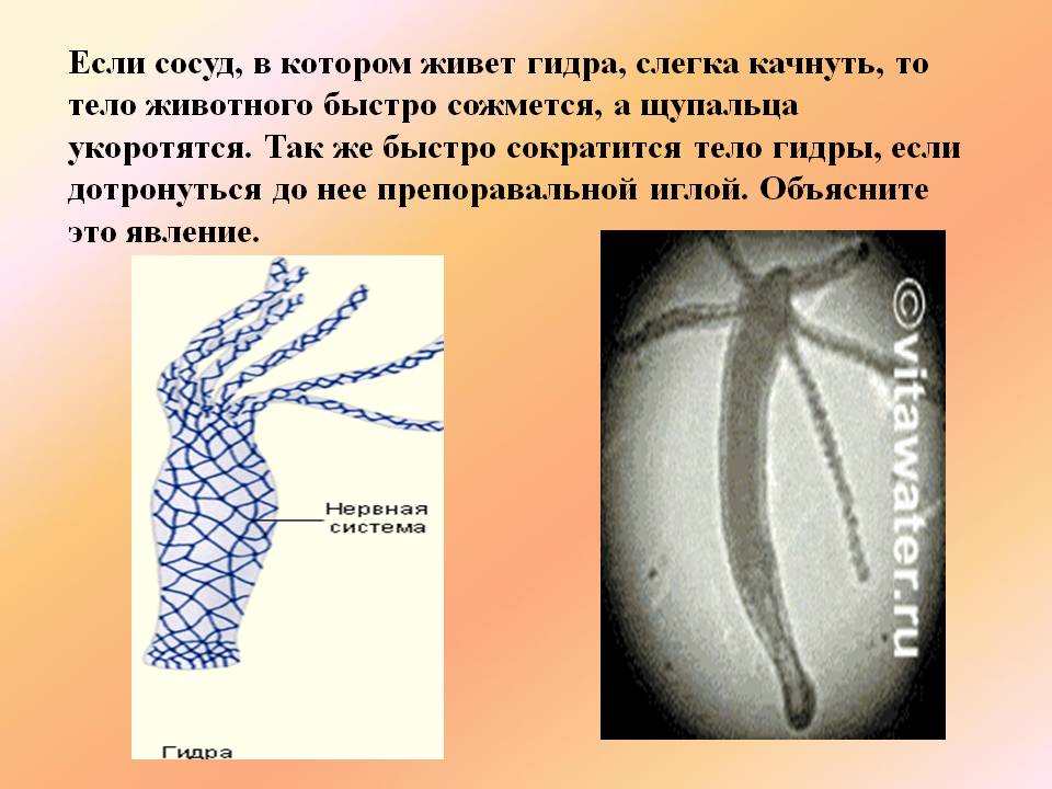 Kra36at